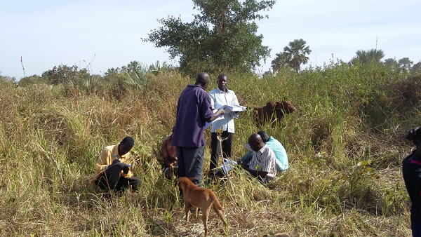 Farmers, herding dogs, cattle in Northern Uganda